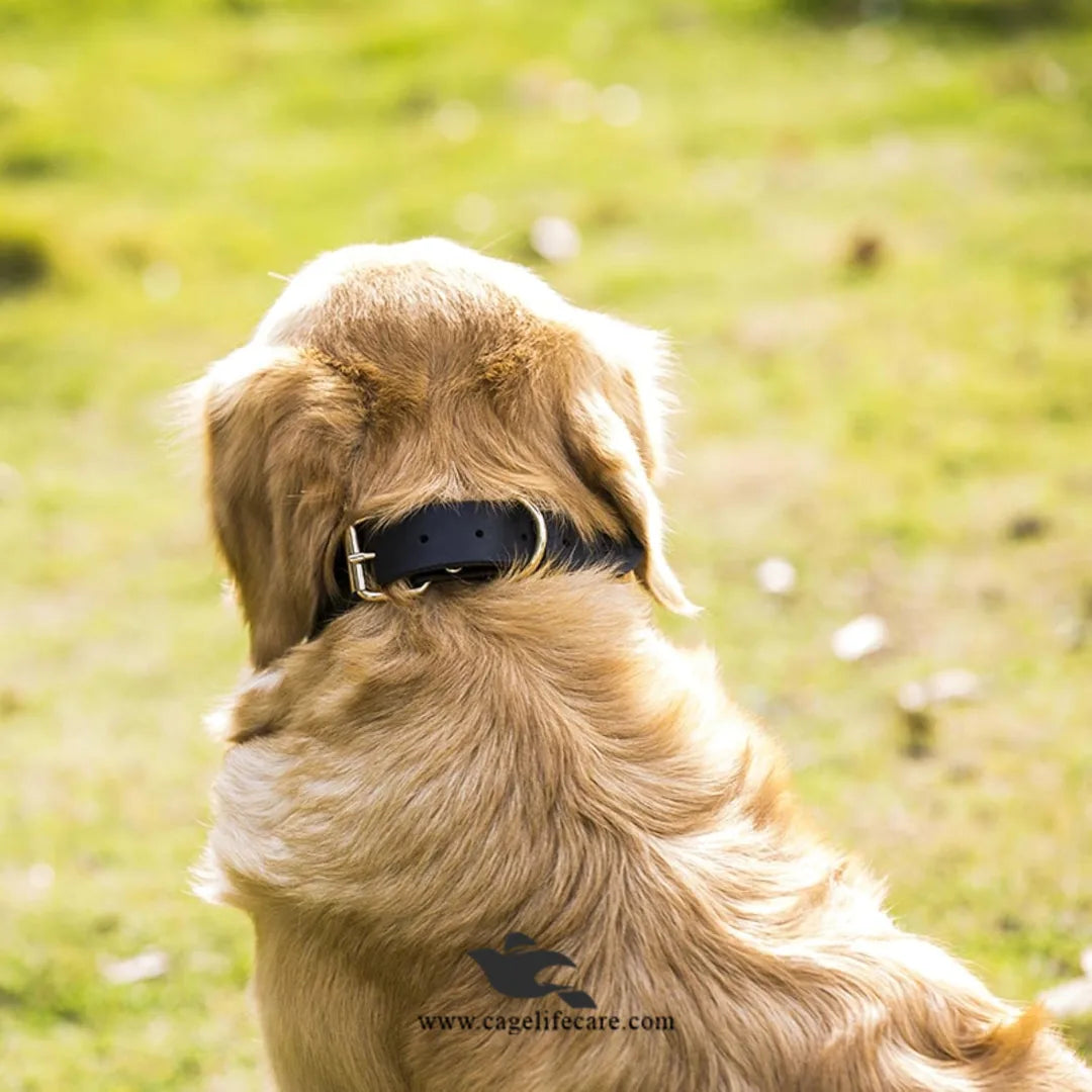 Leather Dog Collar with Golden Buckle – Hi-Quality
