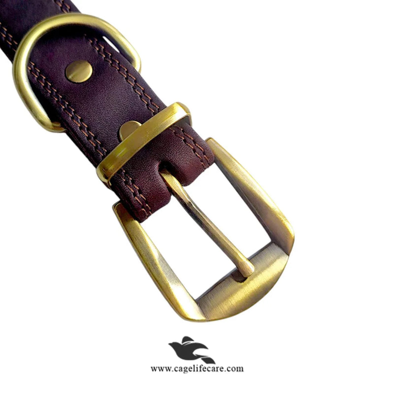 Leather Dog Collar with Golden Buckle – Hi Quality