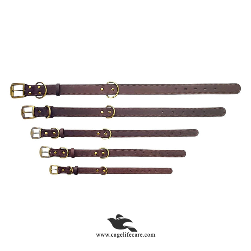 Leather Dog Collar with Golden Buckle – Hi Quality