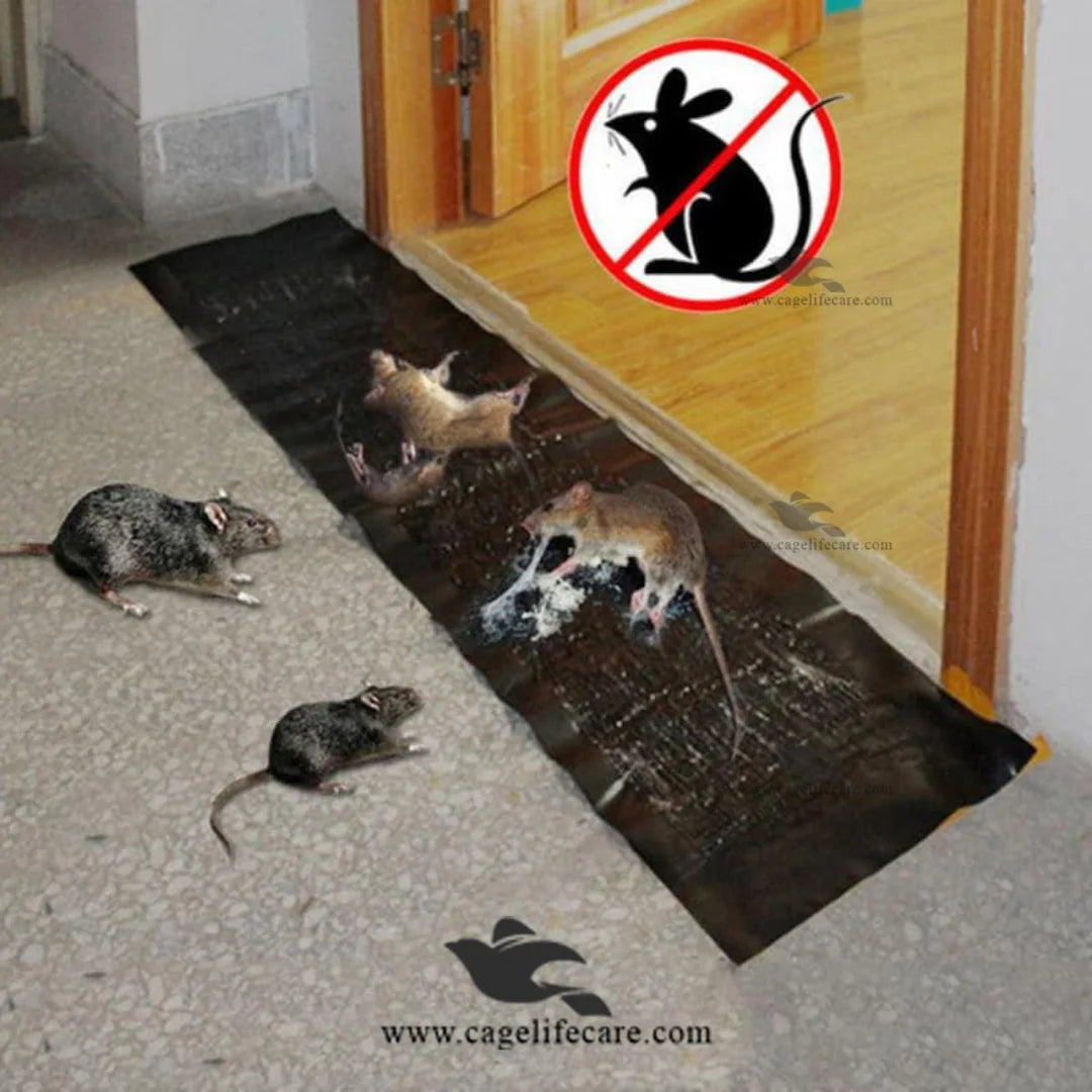 Heavy Duty Rat Sticky Sheet Pakistan