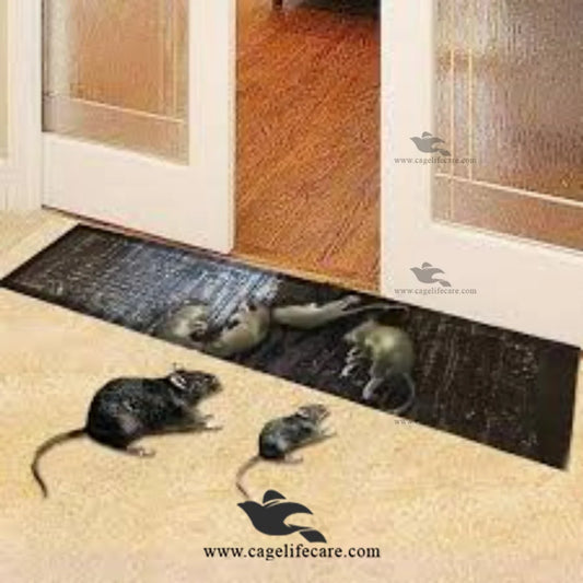 Large Mouse Glue Trap for Poultry Farms