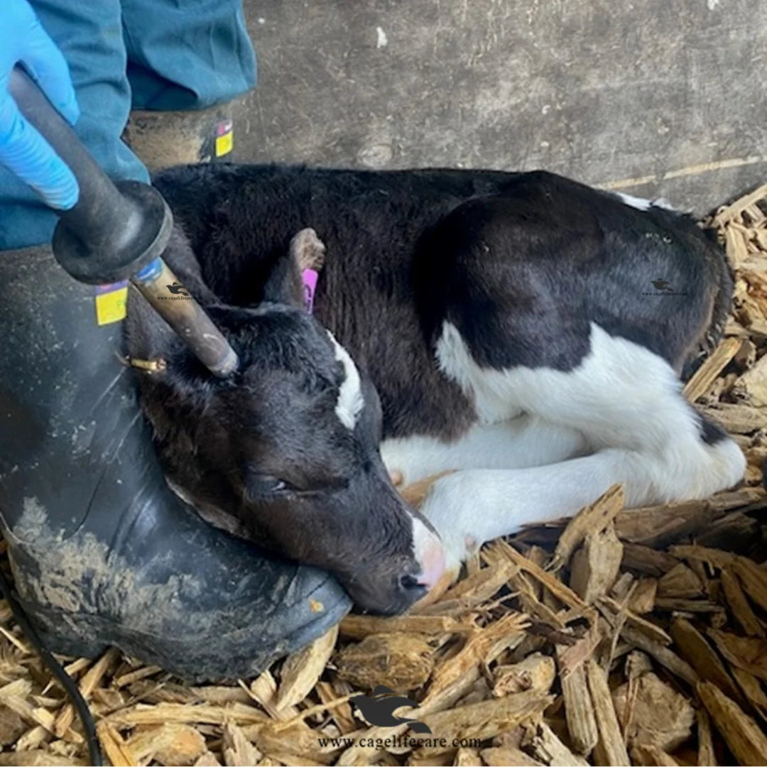 Non Electric Dehorner for Calves in Pakistan