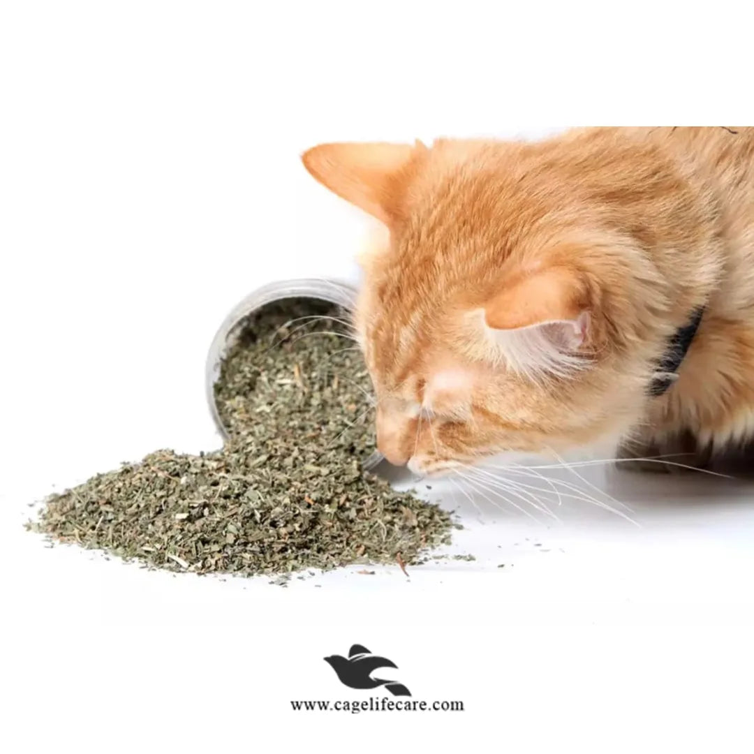 Nunbell Catnip For Cats
