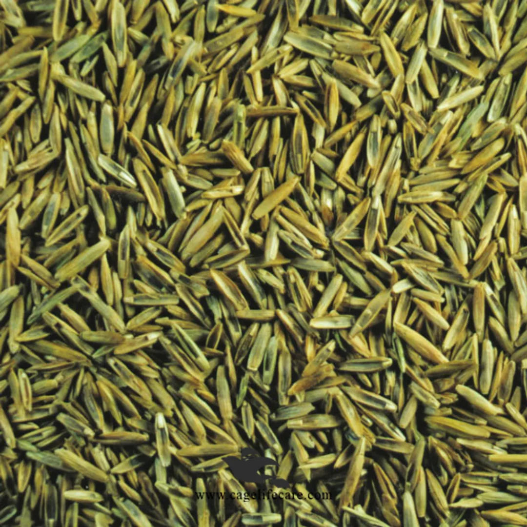 Pagima Green Seeds – Premium Grass Seed for Birds