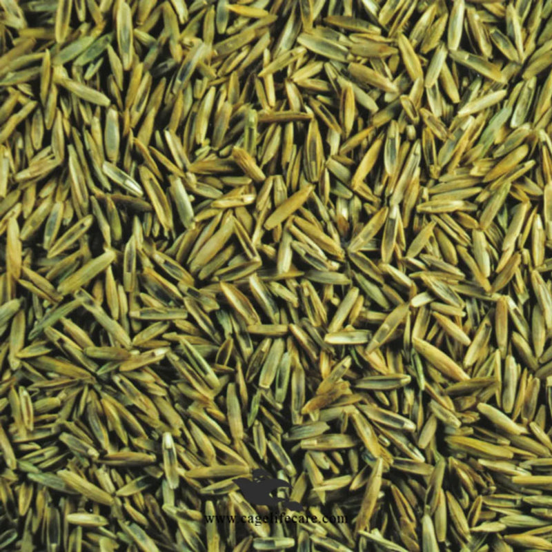 Pagima Green Seeds – Premium Grass Seed for Birds