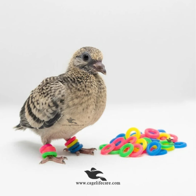 Pigeon Patha (Baby) Silicone Rings – 100 Pcs
