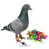 Pigeons Plastic Multi-Color Rings – 50 Pcs