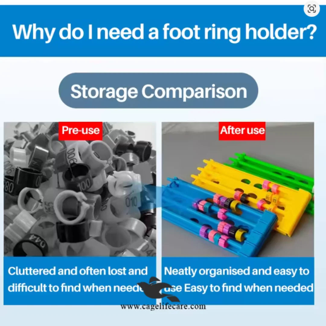 Imported pigeon ring holder with 4 rods