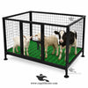Plastic Flooring Cage Folding Iron — For Goat Kids, Lambs and Calves