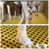Animal Plastic Flooring Panels – 1x1 Square Feet, Hygienic & Interlocking for Animals and Birds