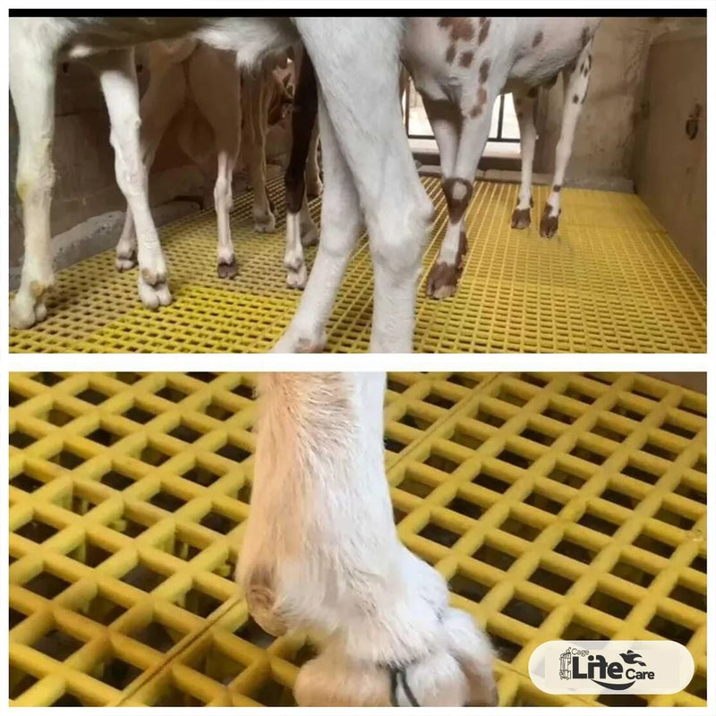 Animal Plastic Flooring Panels – 1x1 Square Feet, Hygienic & Interlocking for Animals and Birds