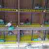 Animal Plastic Flooring Panels – 1x1 Square Feet, Hygienic & Interlocking for Animals and Birds