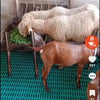 Plastic Flooring 1x1 Sqft Pannel 400kg Load - For Goats, Sheep & Livestock