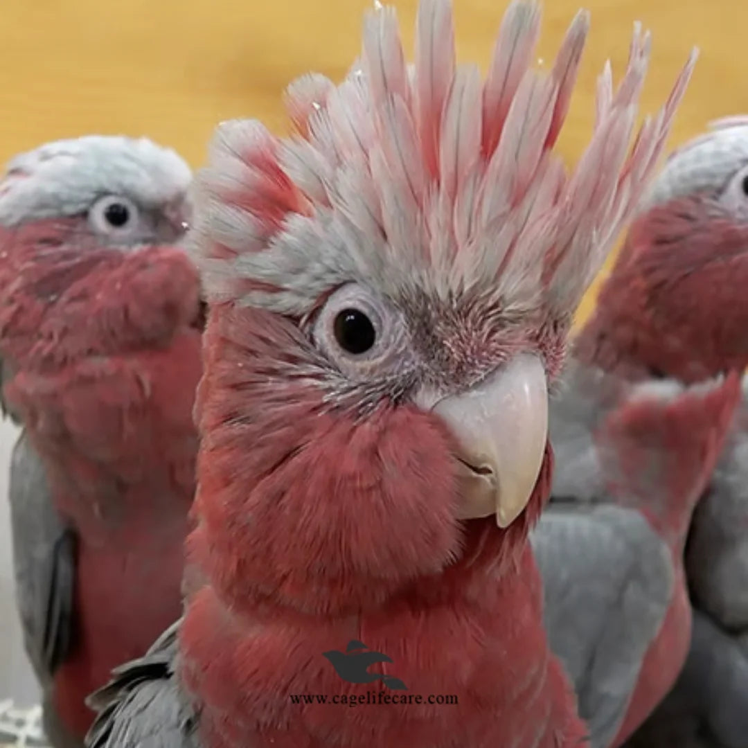 galah cockatoo baby chick food