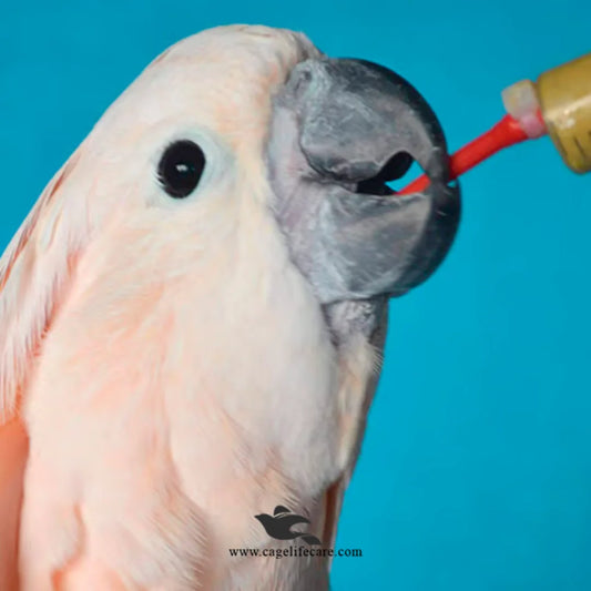 white cockatoo hand feeding formula 5kg