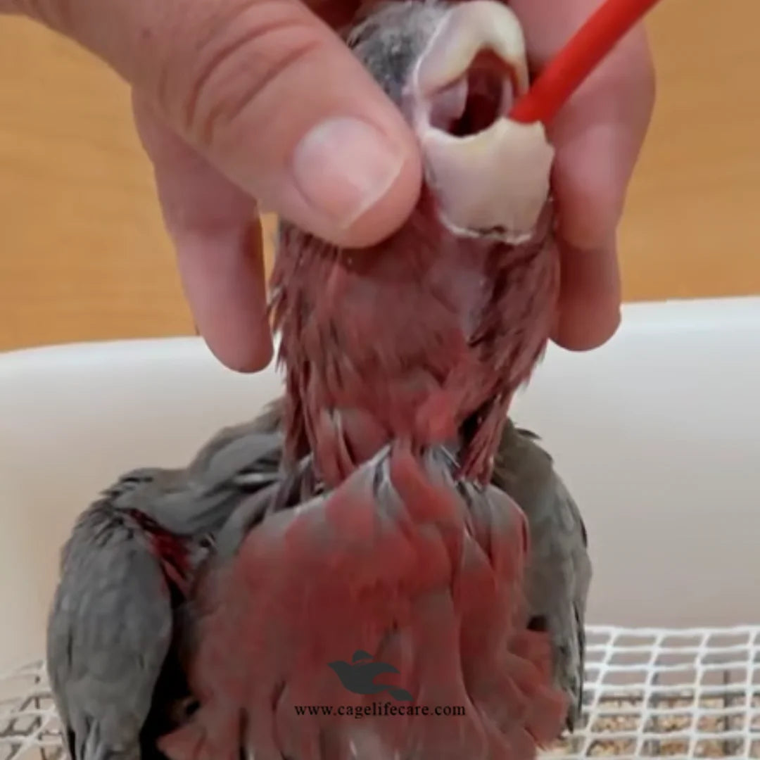 imported cockatoo feeding formula psittacus