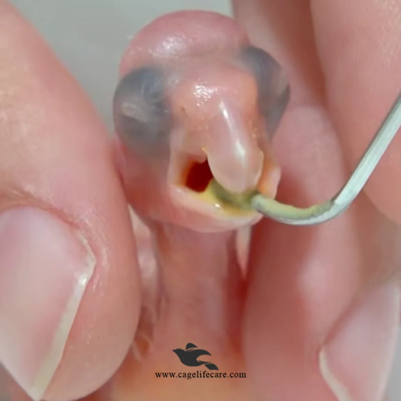 Psittacus Crop Milk – Hand Feeding Formula
