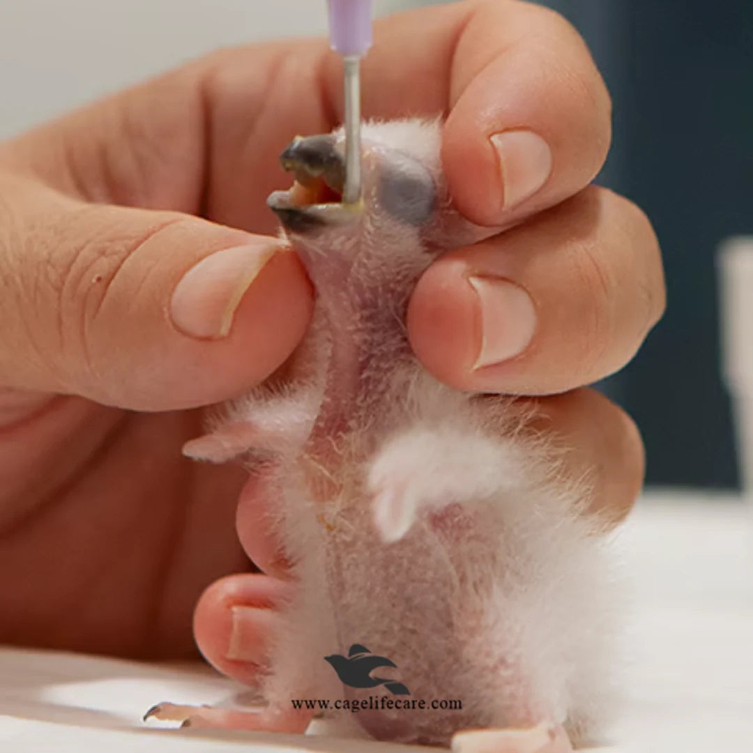 Psittacus Crop Milk – Hand Feeding Formula Bird Born Babies