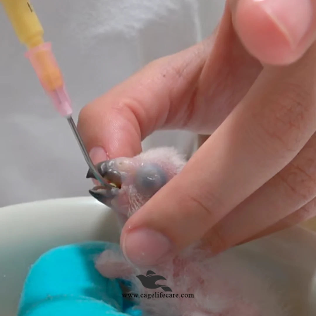 Psittacus Crop Milk – Hand Feeding Formula Bird Born Babies
