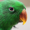 Psittacus Eclectus Special Hand Feeding Formula