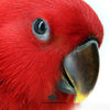 Psittacus Eclectus Special Hand Feeding Formula