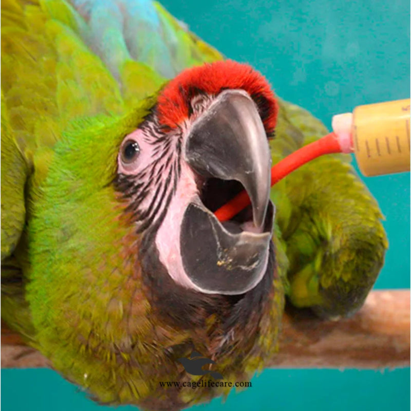 Psittacus High Energy Plus Hand Feeding Formula