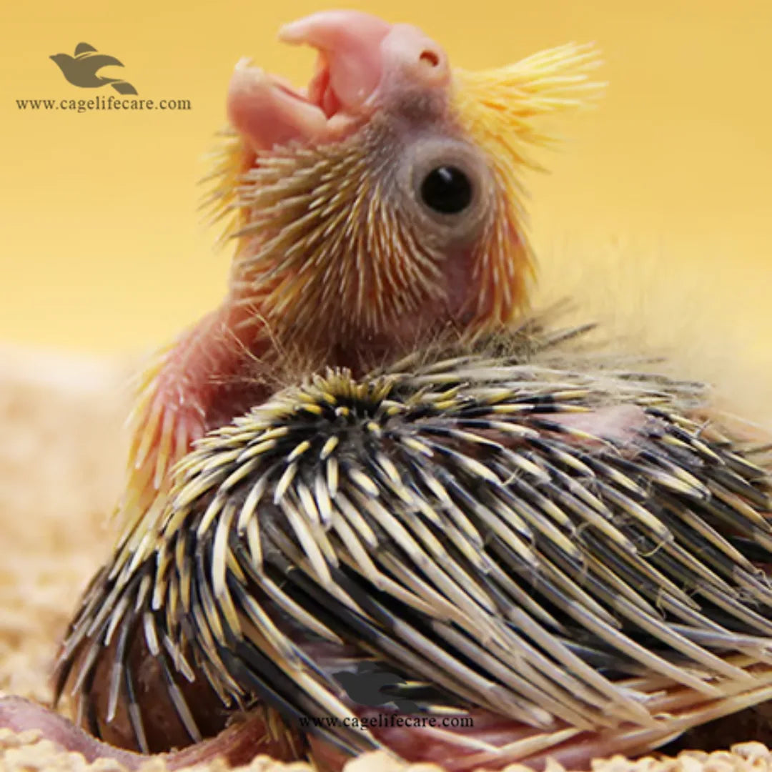 Psittacus Mini – Hand Feeding Formula for Small Birds