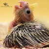 Psittacus Mini – Hand Feeding Formula for Small Birds