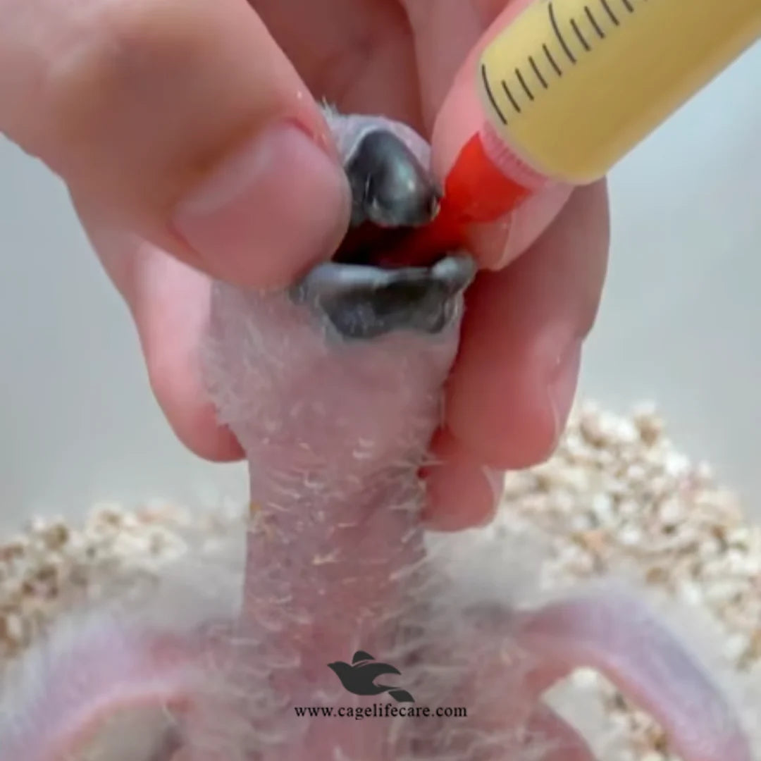 Psittacus Neonatal – Hand Feeding Formula