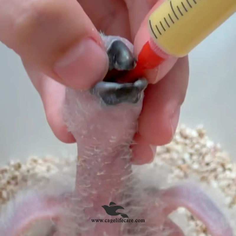 Psittacus Neonatal Hand Feeding Formula