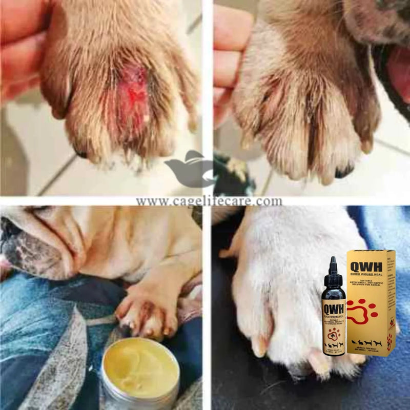 Quick Wound Heal (QWH) – Antifungal & Antiseptic Solution