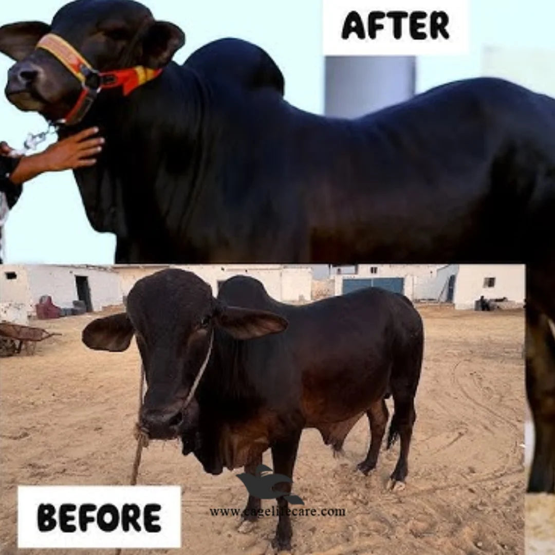 MSD Livestock Weight Gain Supplement