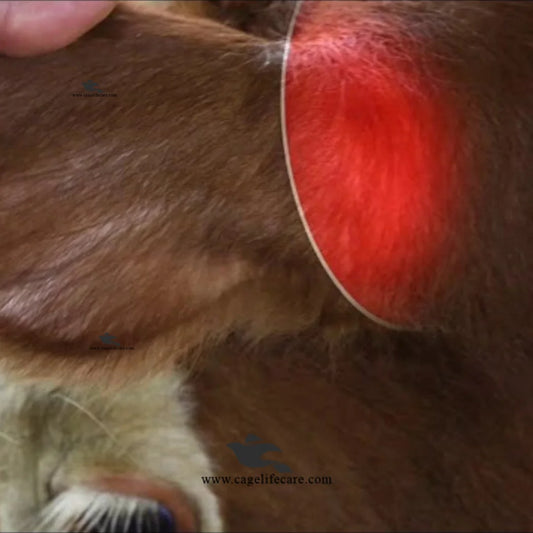 Cattle Growth Implant Ralgro