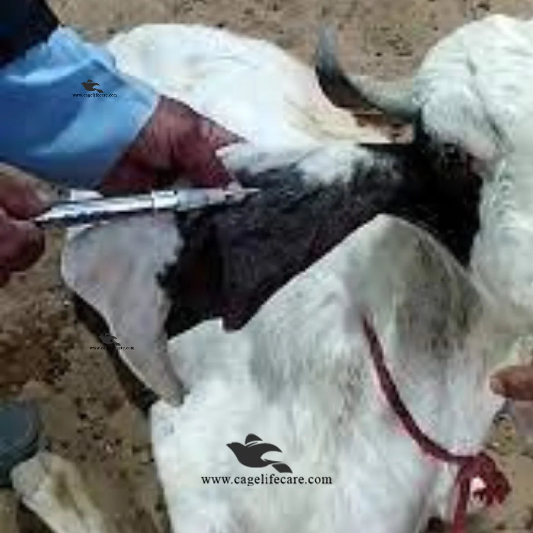 Goat and Sheep Weight Gain Implant