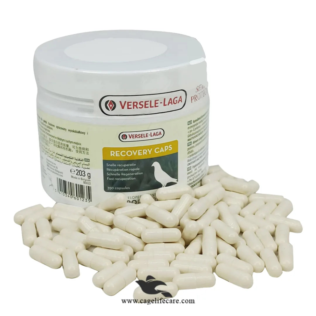 Recovery Caps for Pigeons – Fast Recovery & Health Support Pigeons Capsules