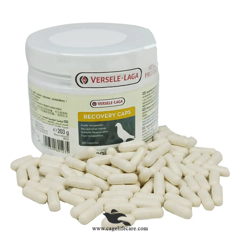 Recovery Caps for Pigeons – Fast Recovery & Health Support