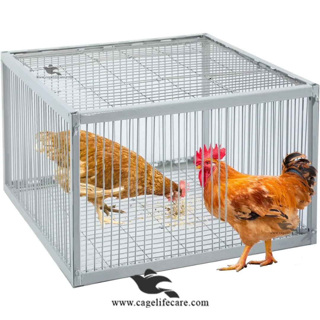 Poultry Trap Cage – Foldable Metal, 4-Sided Entry