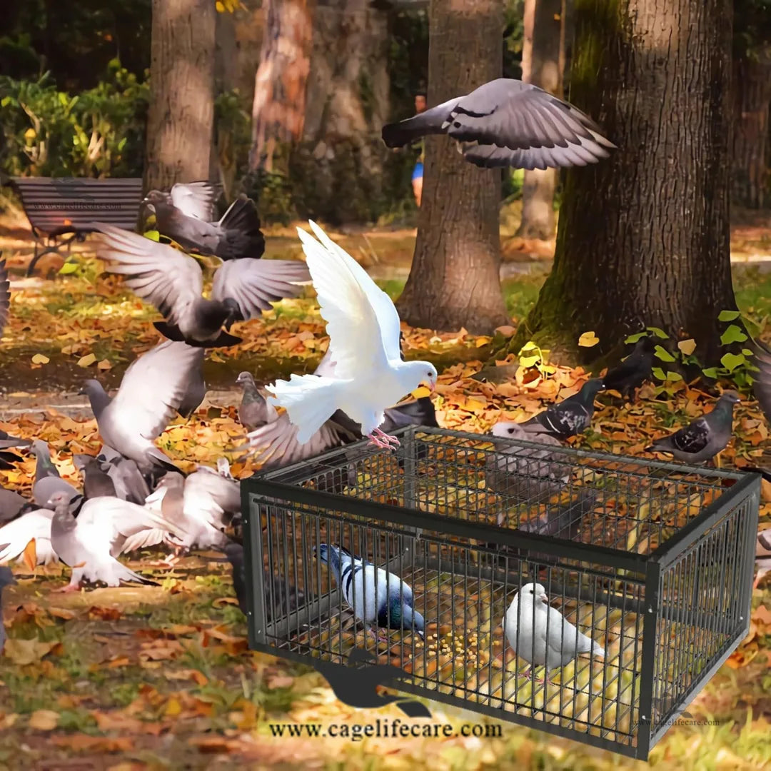 Pigeon Trap Cage – Foldable Metal, 4-Sided Entry