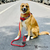 Round Rope Leash for Dogs & Cats – Durable & Comfortable