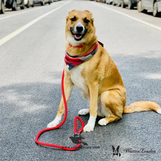 Round Rope Leash for Dogs & Cats – Durable & Comfortable