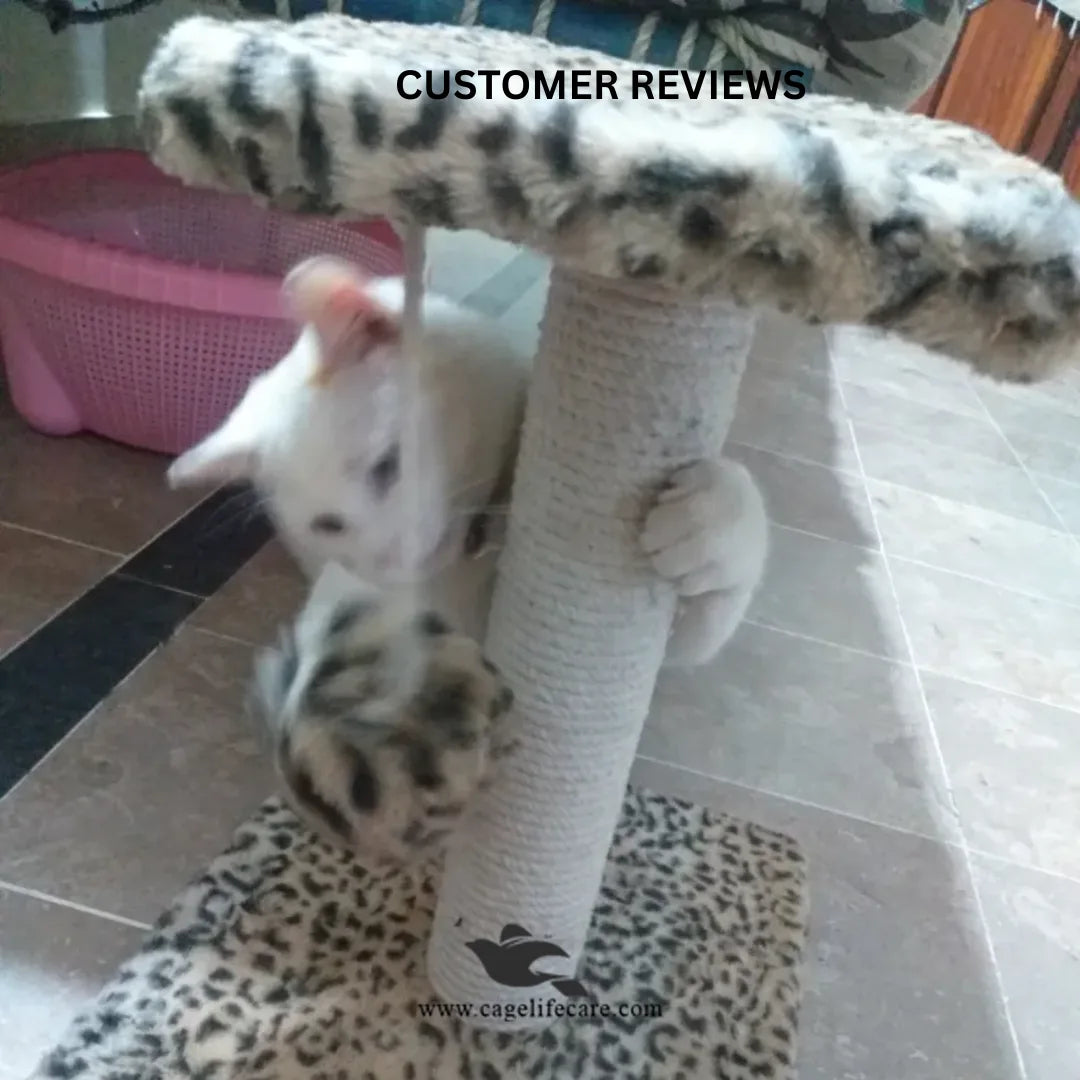 Interactive cat activity post with perch and ball