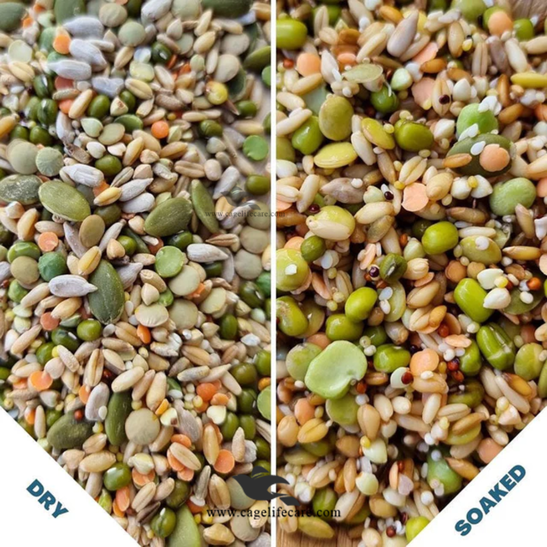 Soaked & Sprouted Seed Mix for Parrots after and before
