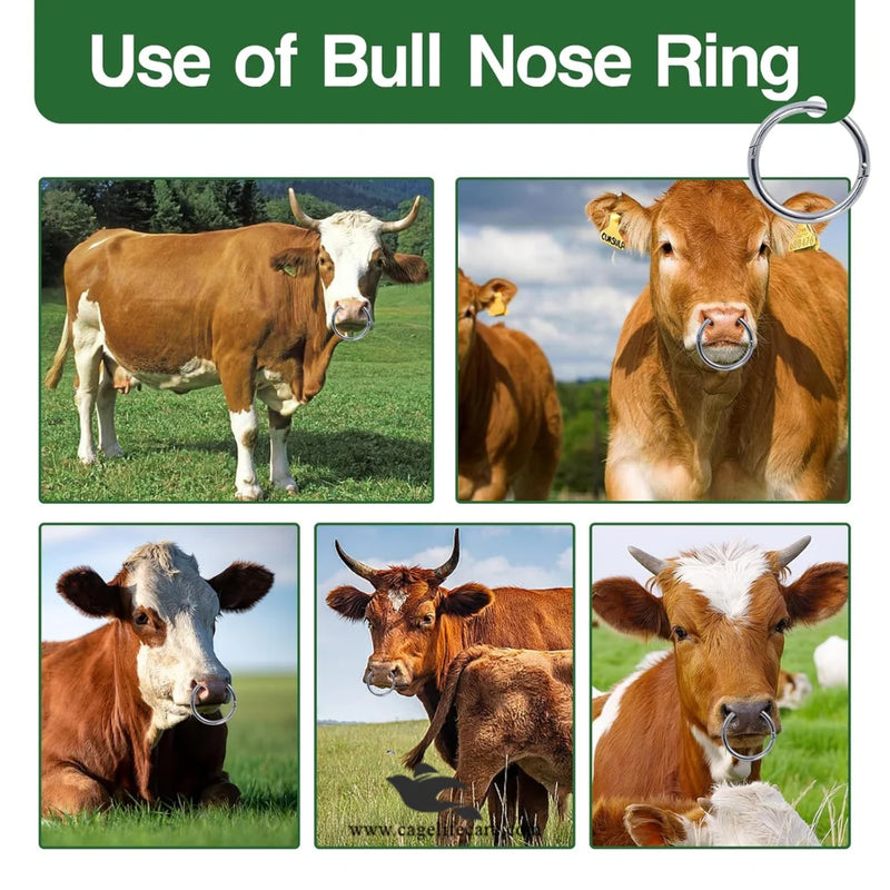 Stainless Steel Bull Nose Ring for Cattle - Small, Medium, Large