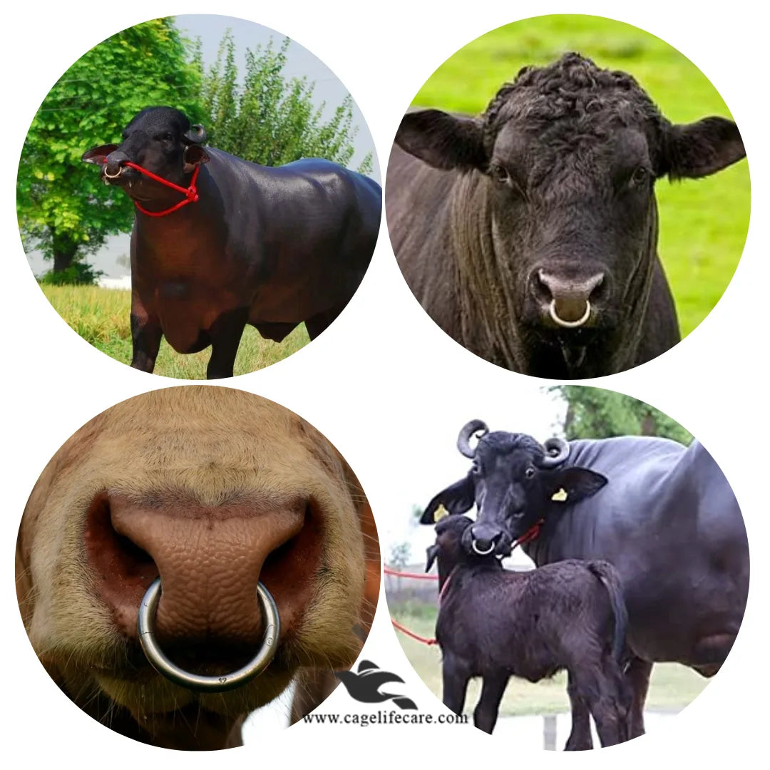 Stainless Steel Bull Nose Ring – Cow Nose Ring Livestock Equipment for Cattle Control & Farm Use