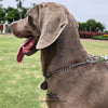 Stainless Steel Choke Chain for Dogs – Small Rings, Hi-Quality