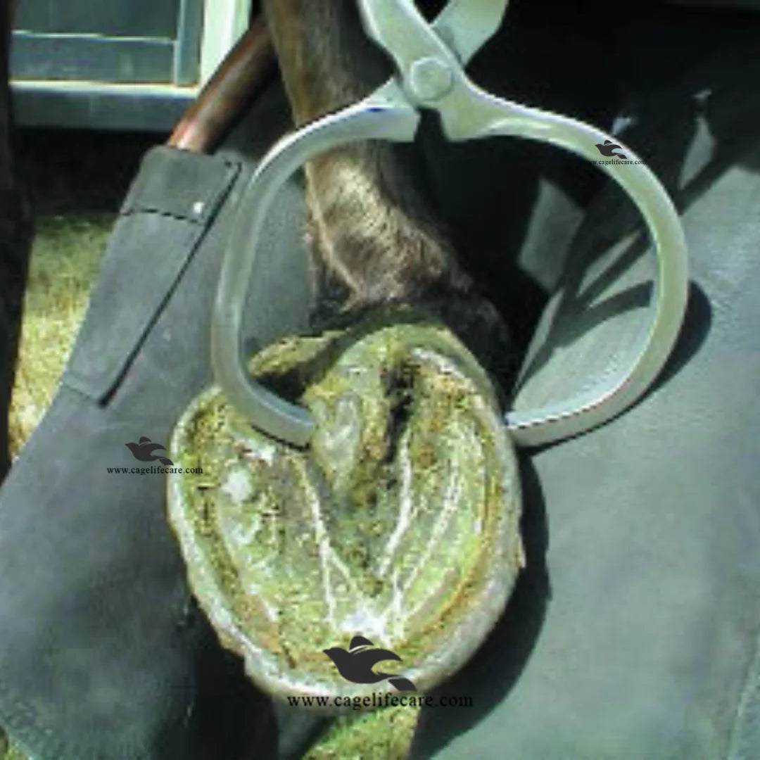 Export quality hoof tester tool for livestock