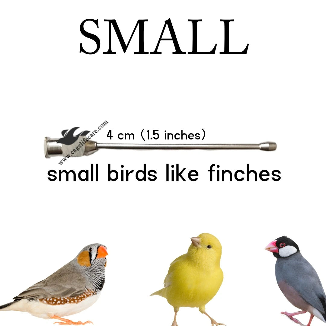Straight Feeding Crop Needle - Stainless Steel for Bird Hand-Feeding for finches java canary