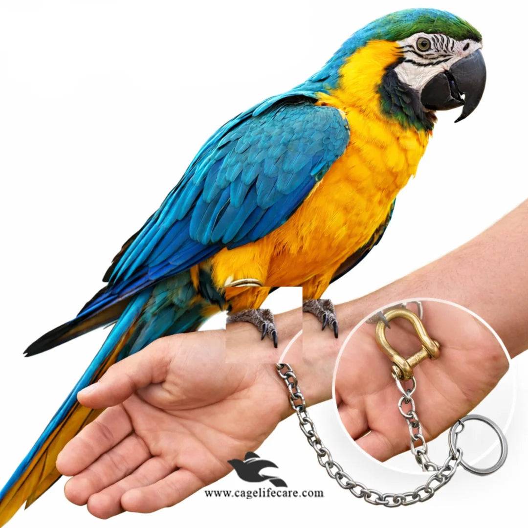 tamed bird chain set for parrots
