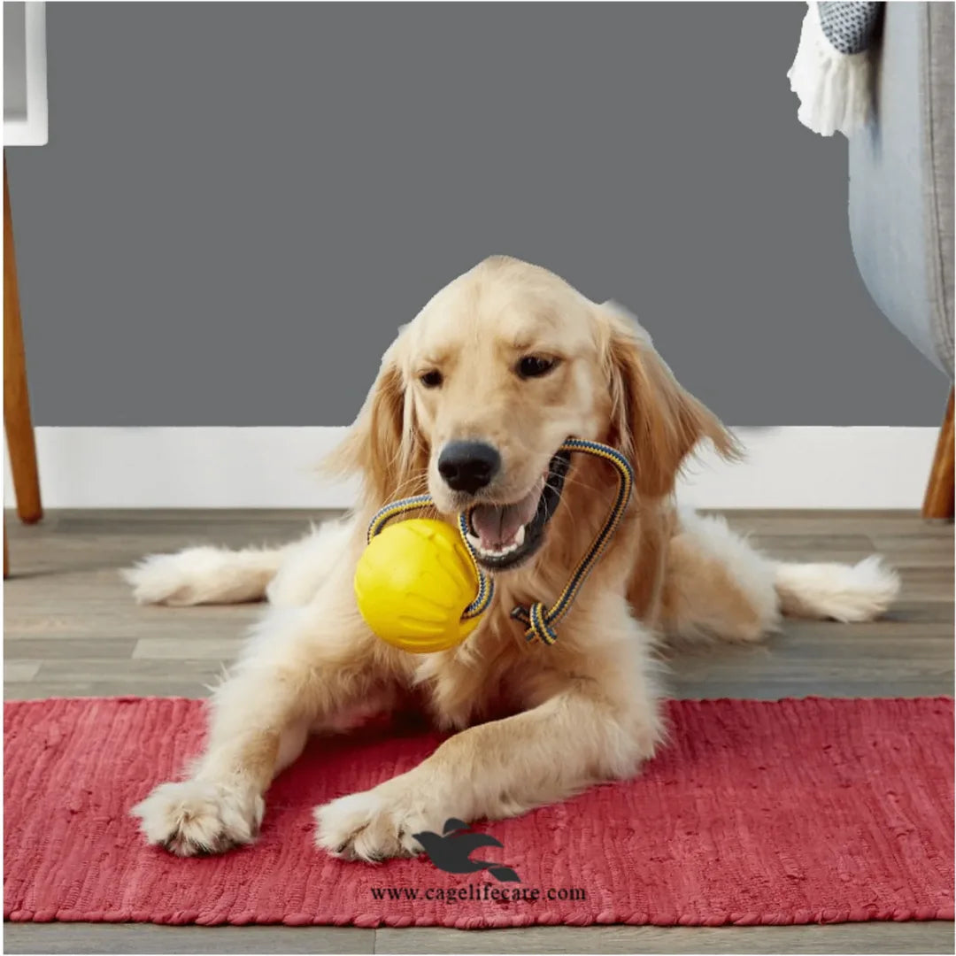 Dog playing with rope and ball interactive toy