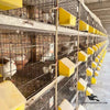 Two Hole Feeder – Designed for Feeding Pigeons & Hens